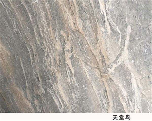 天堂鳥(niǎo)